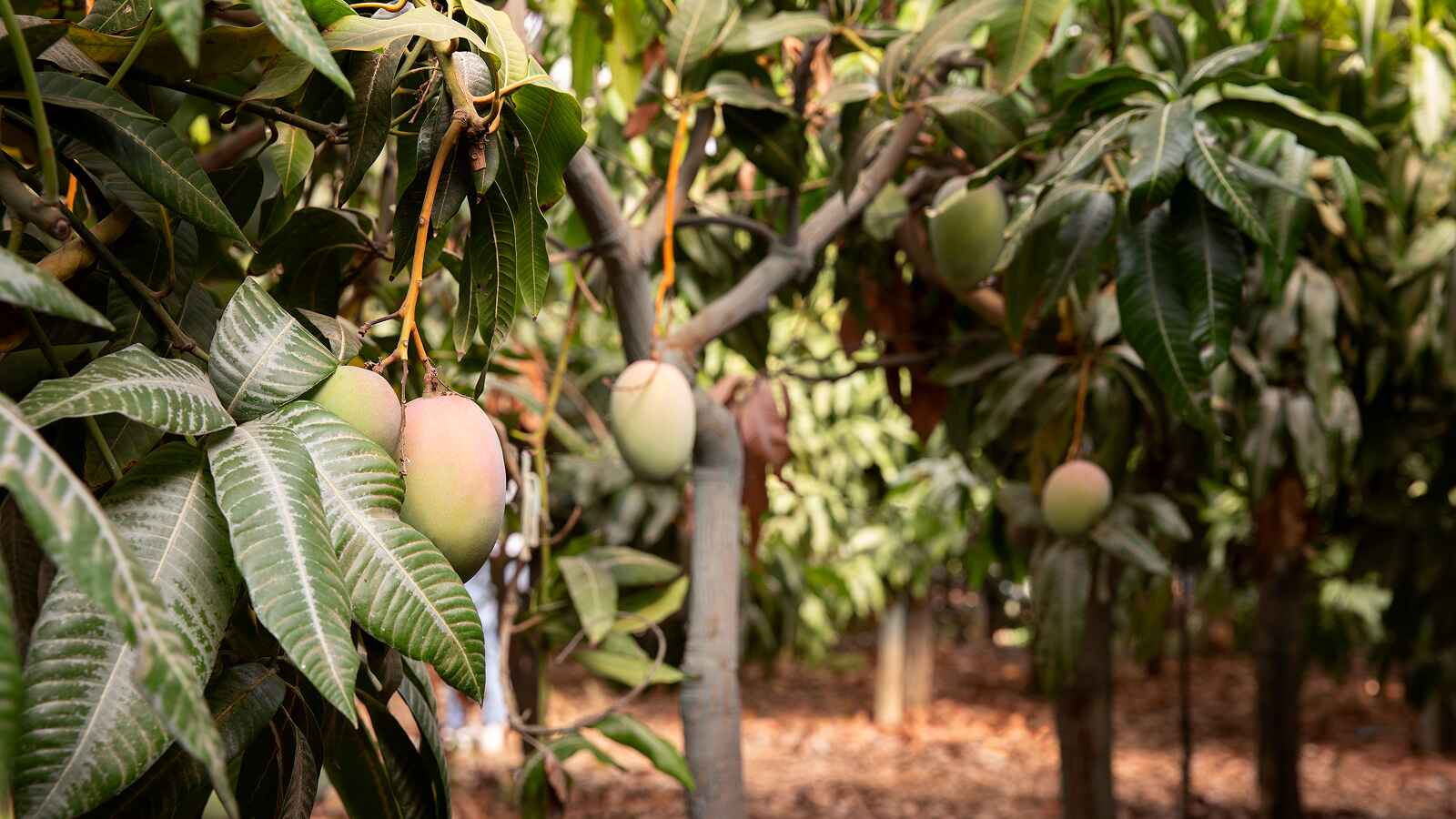 Tala Raigad Farm Plots